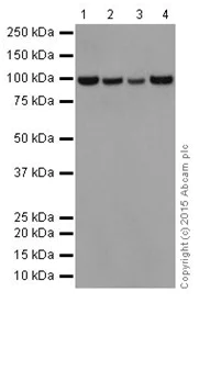 Western blot - Anti-MCM6 antibody [EPR17686] (AB201683)