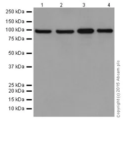 Western blot - Anti-MCM6 antibody [EPR17686] (AB201683)