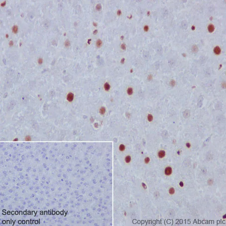 Immunohistochemistry (Formalin/PFA-fixed paraffin-embedded sections) - Anti-MCM6 antibody [EPR17686] - BSA and Azide free (AB236151)
