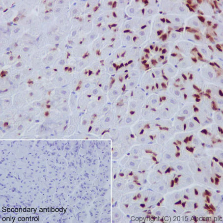 Immunohistochemistry (Formalin/PFA-fixed paraffin-embedded sections) - Anti-MCM6 antibody [EPR17686] - BSA and Azide free (AB236151)