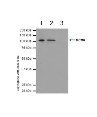 Immunoprecipitation - Anti-MCM6 antibody [EPR17686] - BSA and Azide free (AB236151)
