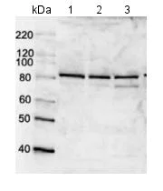 Western blot - Anti-MCM7/PRL antibody (AB179904)