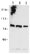 Western blot - Anti-MCM7/PRL antibody (AB179904)