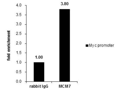 ChIP - Anti-MCM7/PRL antibody (AB96849)