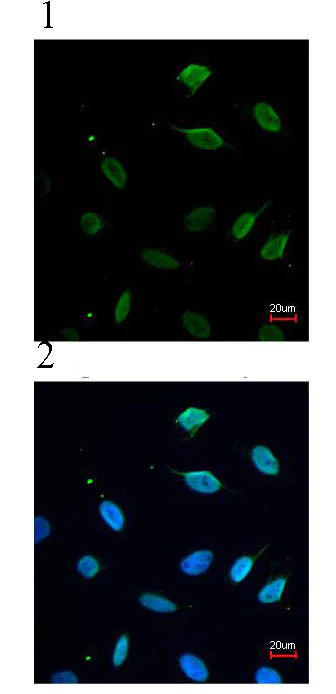 Immunocytochemistry/ Immunofluorescence - Anti-MCM7/PRL antibody (AB96849)