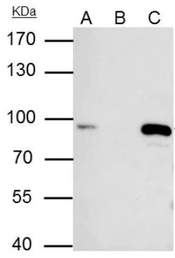Immunoprecipitation - Anti-MCM7/PRL antibody (AB96849)