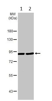 Western blot - Anti-MCM7/PRL antibody (AB96849)