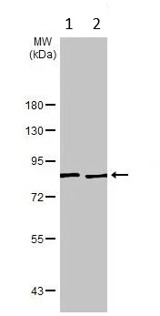 Western blot - Anti-MCM7/PRL antibody (AB96849)