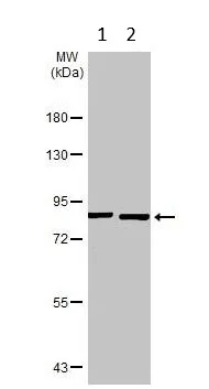 Western blot - Anti-MCM7/PRL antibody (AB96849)