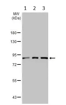 Western blot - Anti-MCM7/PRL antibody (AB96849)