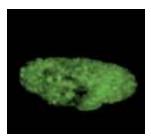 Immunocytochemistry/ Immunofluorescence - Anti-MCM7/PRL antibody - BSA and Azide free (AB179904)
