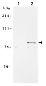 Immunoprecipitation - Anti-MCM7/PRL antibody - BSA and Azide free (AB179904)