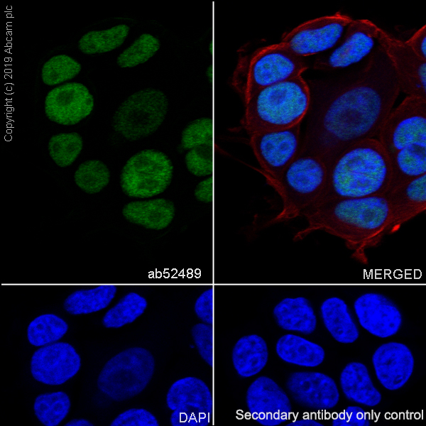 Immunocytochemistry/ Immunofluorescence - Anti-MCM7/PRL antibody [EP1974Y] (AB52489), expandable thumbnail