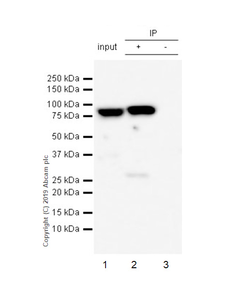 Immunoprecipitation - Anti-MCM7/PRL antibody [EP1974Y] (AB52489), expandable thumbnail
