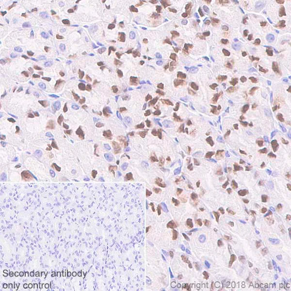Immunohistochemistry (Formalin/PFA-fixed paraffin-embedded sections) - Anti-MCM7/PRL antibody [EP1974Y] - BSA and Azide free (AB242382)