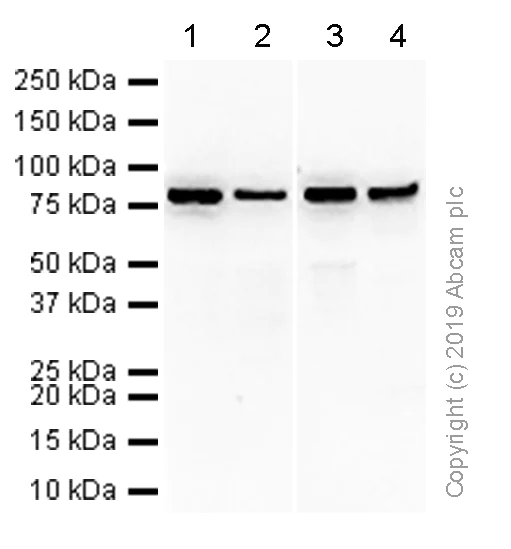 Western blot - Anti-MCM7/PRL antibody [EP1974Y] - BSA and Azide free (AB242382)