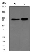 Western blot - Anti-MCM7/PRL antibody [EPR1973Y] (AB134194), expandable thumbnail