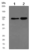 Western blot - Anti-MCM7/PRL antibody [EPR1973Y] - BSA and Azide free (AB248716)