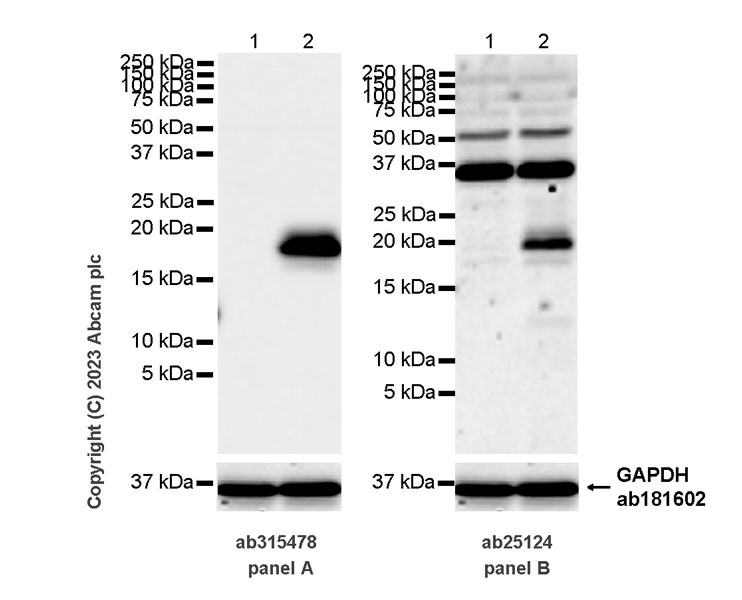 Western blot - Anti-MCP1 antibody (AB25124), expandable thumbnail