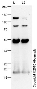 Western blot - Anti-MCP1 antibody (AB73680)