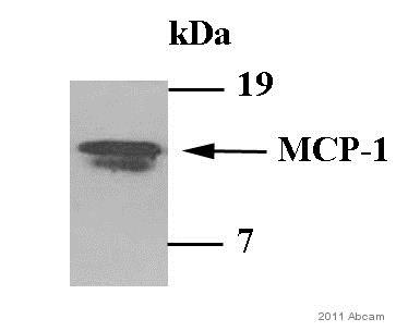 Western blot - Anti-MCP1 antibody (AB9669), expandable thumbnail
