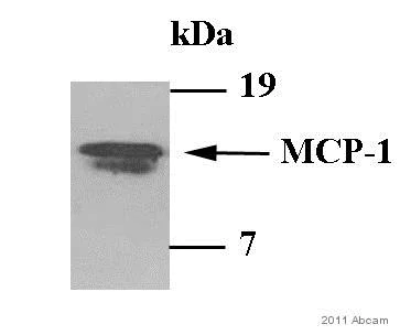 Western blot - Anti-MCP1 antibody (AB9669)