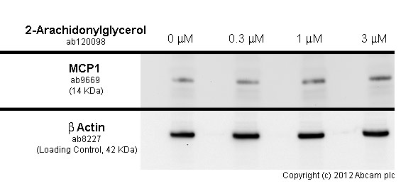 Western blot - Anti-MCP1 antibody (AB9669), expandable thumbnail