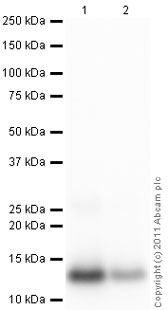 Western blot - Anti-MCP1 antibody (AB9669), expandable thumbnail