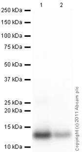 Western blot - Anti-MCP1 antibody (AB9669)