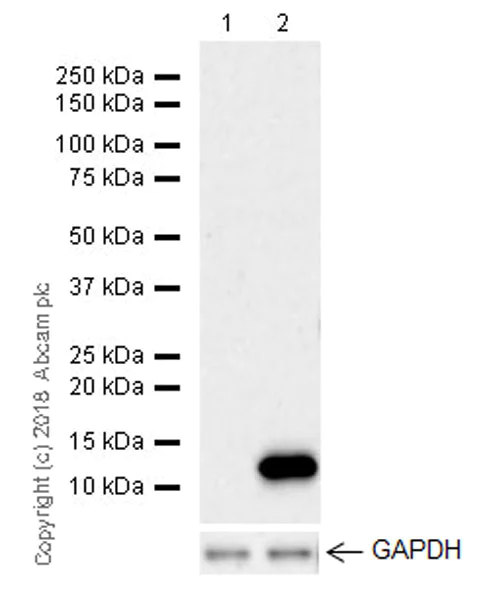 Western blot - Anti-MCP1 antibody [EPR21025] (AB214819)