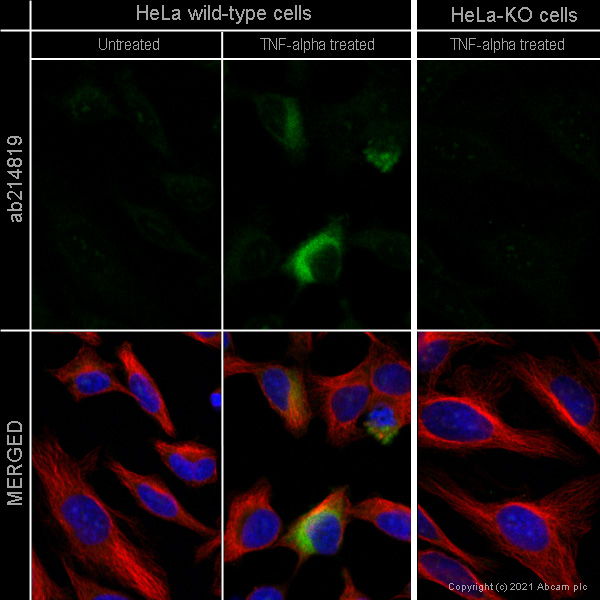 Immunocytochemistry - Anti-MCP1 antibody [EPR21025] - BSA and Azide free (AB242013), expandable thumbnail