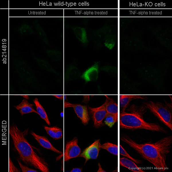 Immunocytochemistry - Anti-MCP1 antibody [EPR21025] - BSA and Azide free (AB242013)