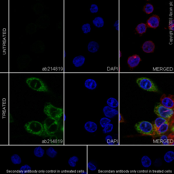 Immunocytochemistry/ Immunofluorescence - Anti-MCP1 antibody [EPR21025] - BSA and Azide free (AB242013), expandable thumbnail