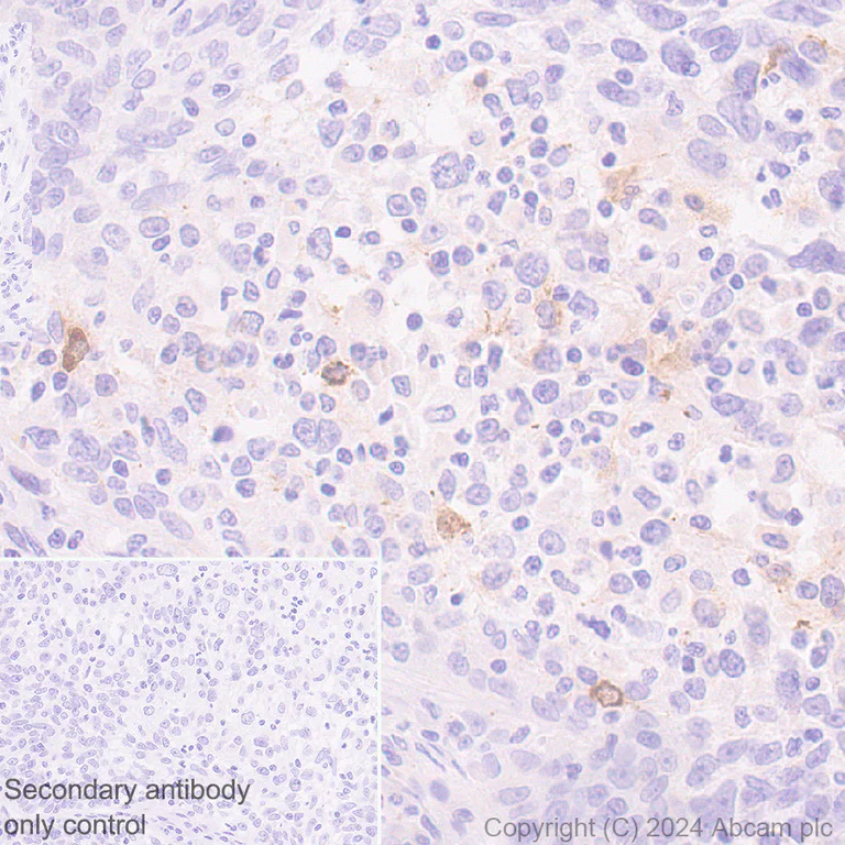 Immunohistochemistry (Formalin/PFA-fixed paraffin-embedded sections) - Anti-MCP1 antibody [EPR21025] - BSA and Azide free (AB242013)