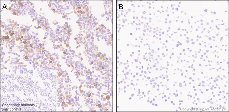 Immunohistochemistry (Formalin/PFA-fixed paraffin-embedded sections) - Anti-MCP1 antibody [EPR21025] - BSA and Azide free (AB242013)