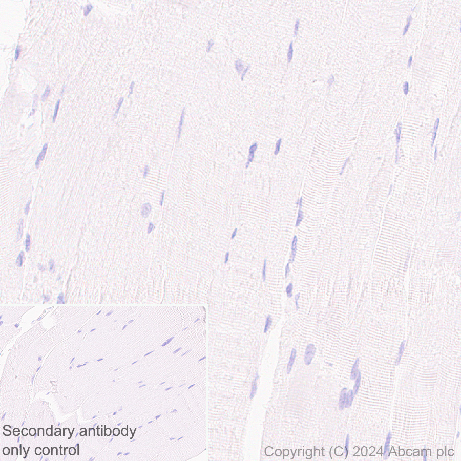 Immunohistochemistry (Formalin/PFA-fixed paraffin-embedded sections) - Anti-MCP1 antibody [EPR21025] - BSA and Azide free (ab242013), expandable thumbnail
