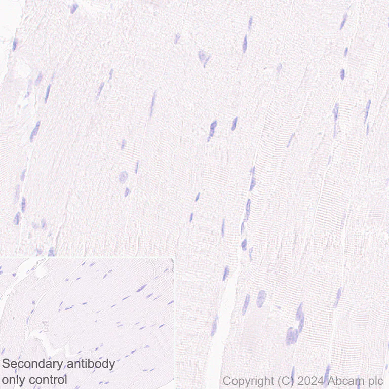 Immunohistochemistry (Formalin/PFA-fixed paraffin-embedded sections) - Anti-MCP1 antibody [EPR21025] - BSA and Azide free (AB242013)