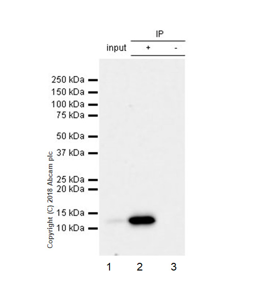Immunoprecipitation - Anti-MCP1 antibody [EPR21025] - BSA and Azide free (AB242013), expandable thumbnail