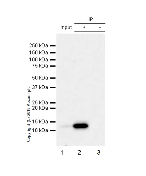Immunoprecipitation - Anti-MCP1 antibody [EPR21025] - BSA and Azide free (AB242013)