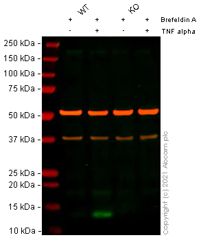 Western blot - Anti-MCP1 antibody [EPR21025] - BSA and Azide free (AB242013)
