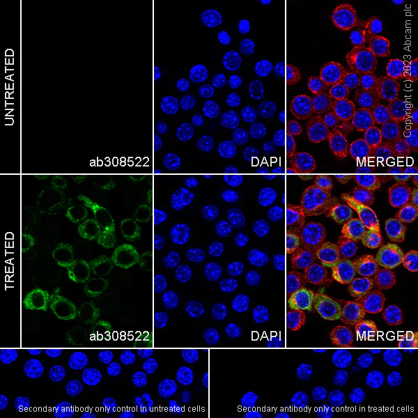 Immunocytochemistry/ Immunofluorescence - Anti-MCP1 antibody [EPR27464-89] (AB308522)