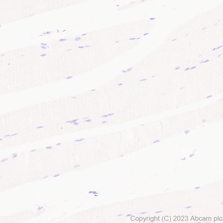 Immunohistochemistry (Formalin/PFA-fixed paraffin-embedded sections) - Anti-MCP1 antibody [EPR27464-89] - BSA and Azide free (AB308523)
