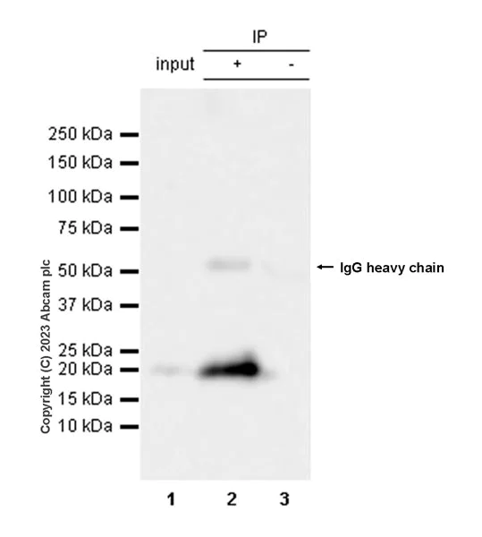 Immunoprecipitation - Anti-MCP1 antibody [EPR27464-89] - BSA and Azide free (AB308523)