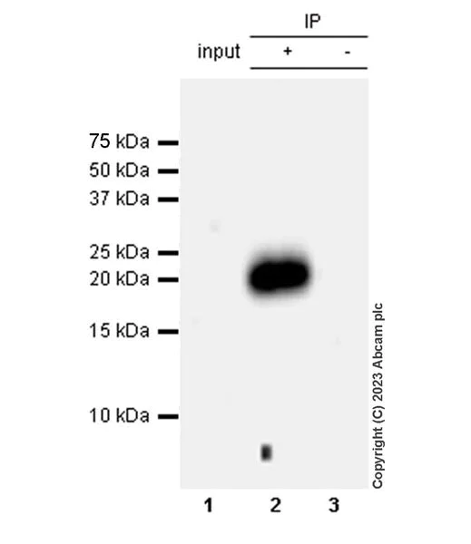 Immunoprecipitation - Anti-MCP1 antibody [EPR27464-89] - BSA and Azide free (AB308523)