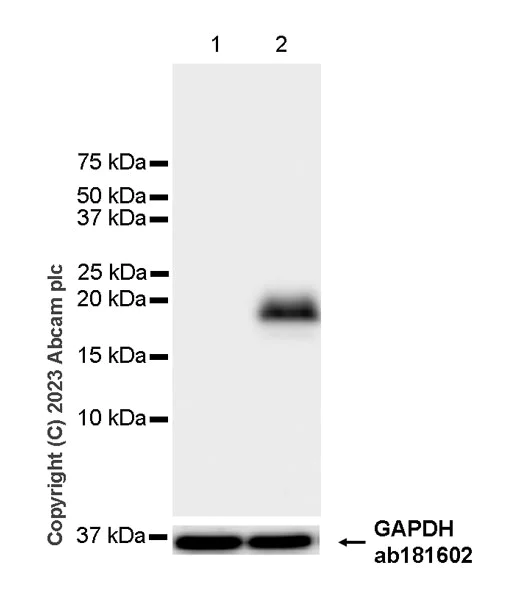 Western blot - Anti-MCP1 antibody [EPR27464-89] - BSA and Azide free (AB308523)