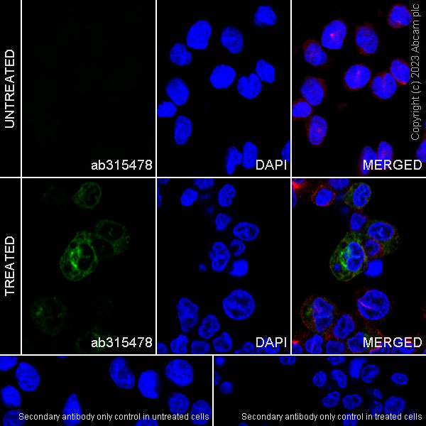 Immunocytochemistry/ Immunofluorescence - Anti-MCP1 antibody [RM1100] - BSA and Azide free (ab315479), expandable thumbnail