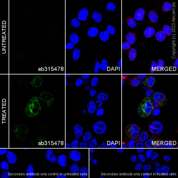 Immunocytochemistry/ Immunofluorescence - Anti-MCP1 antibody [RM1100] - BSA and Azide free (AB315479)