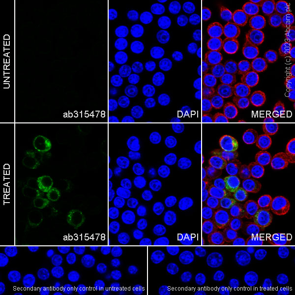 Immunocytochemistry/ Immunofluorescence - Anti-MCP1 antibody [RM1100] - BSA and Azide free (ab315479), expandable thumbnail