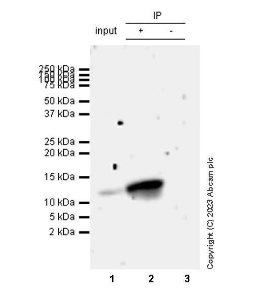 Immunoprecipitation - Anti-MCP1 antibody [RM1100] - BSA and Azide free (AB315479), expandable thumbnail