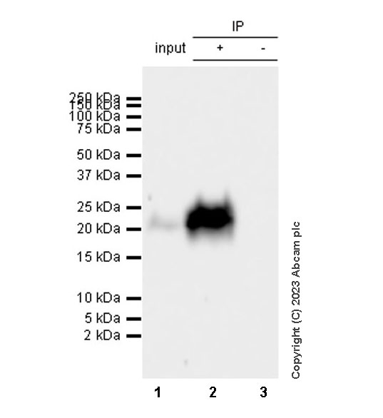 Immunoprecipitation - Anti-MCP1 antibody [RM1100] - BSA and Azide free (AB315479), expandable thumbnail